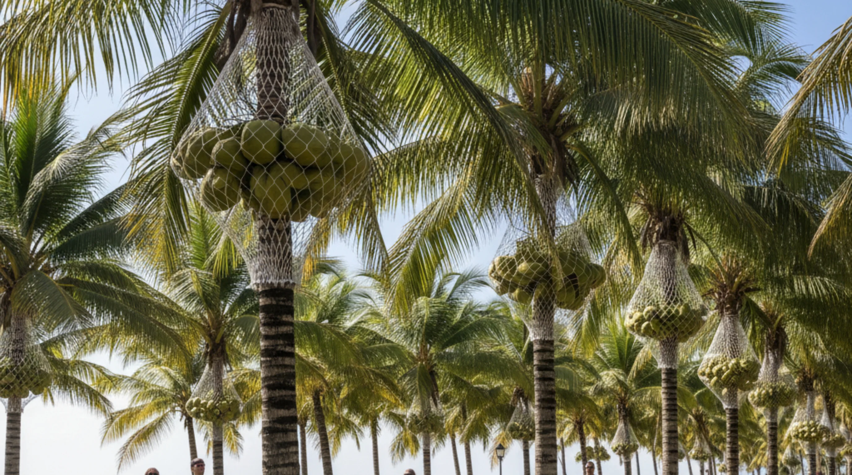 Coconut Tree Nets